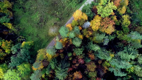 Antena-De-Arriba-Hacia-Abajo-Sobrevuelo-Coloridos-Abetos-En-El-Bosque-Durante-La-Temporada-De-Otoño