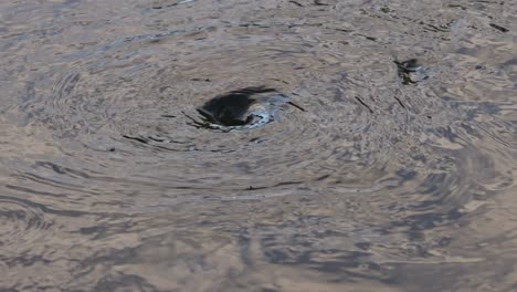 detailed view of a swirling water pattern, showcasing fluid motion and surface interaction.