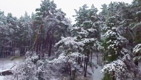 Establishing-aerial-footage-of-trees-covered-with-snow,-light-snow-falling,-Nordic-woodland-pine-tree-forest,-Baltic-sea-coast,-wide-ascending-drone-shot-moving-forward