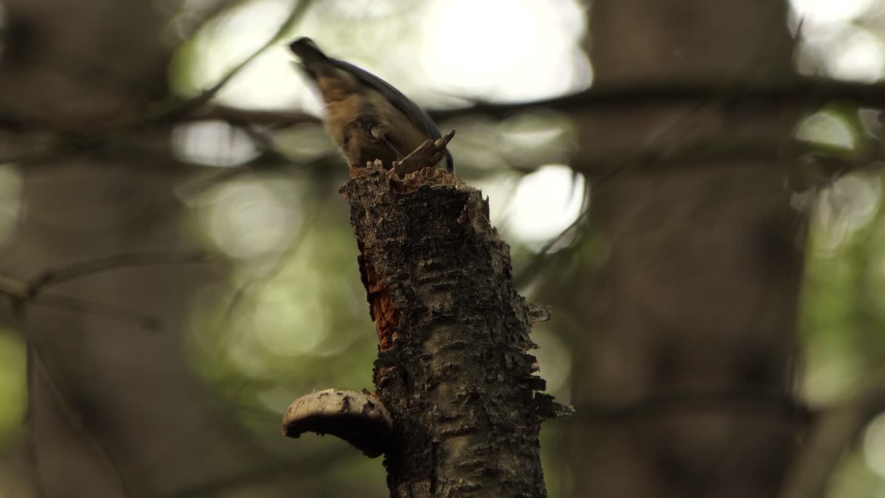 un trepador de pecho rojo adulto cavando en busca de larvas en el extremo roto de un árbol podrido,