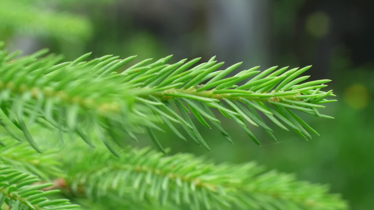 Push In On Delicate Spruce Tree Twig