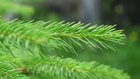 push in on delicate spruce tree twig