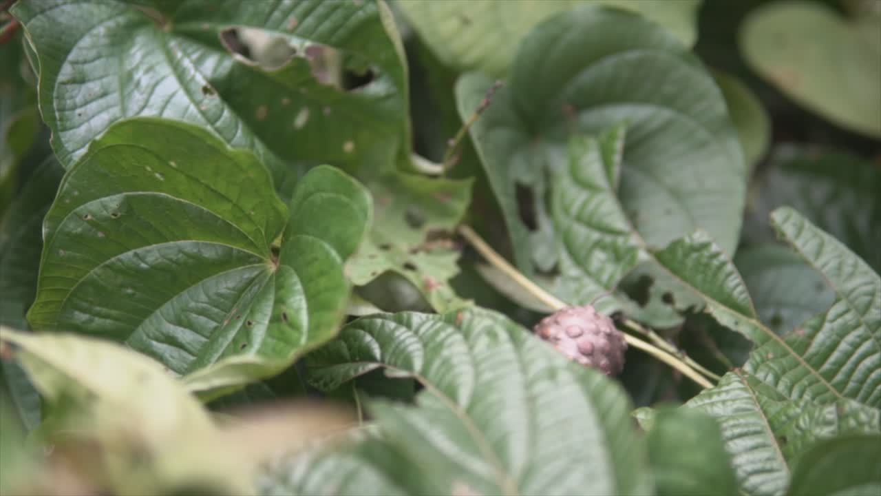 super zoom en las hojas verdes mordidas por los animales
