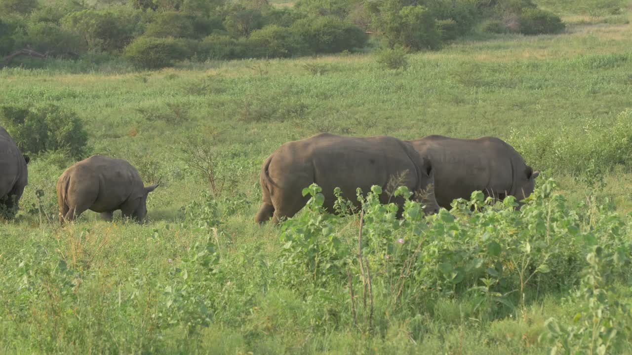 Breedbeeldopname van een kudde Afrikaanse neushoorns die grazen midden in de Afrikaanse jungle