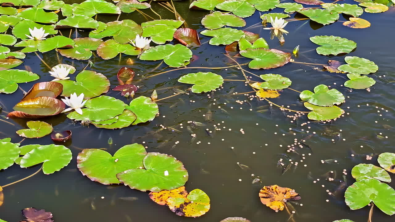 School of small fish in a feeding frenzy, eating food pellets from the surface of a beautiful garden pond filled with green lily pads and blooming white water lilies