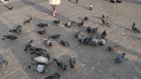 feeding pigeon birds on street in istanbul