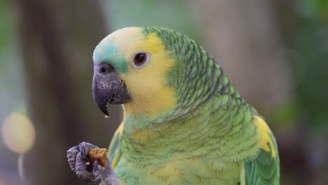 foto macro de un lindo pájaro amazónico de frente azul comiendo bocadillos en el desierto, 4k