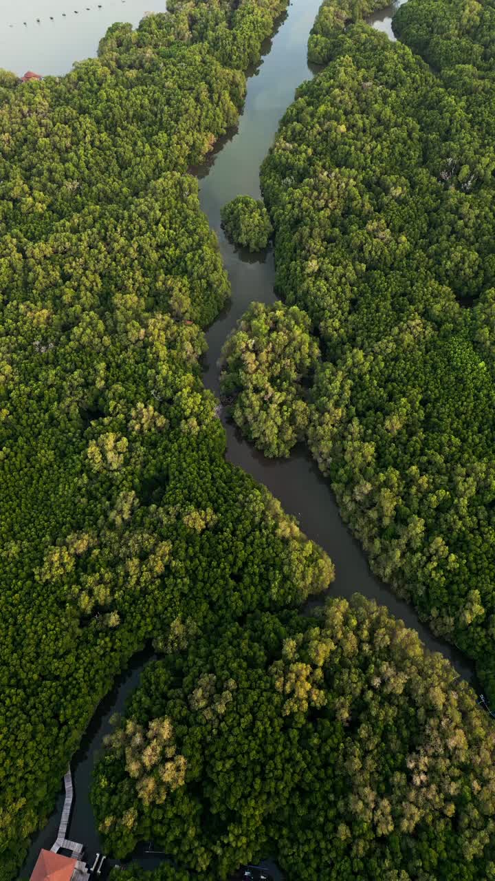 Aerial View of a Mangrove Forest with River
