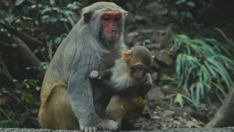 mother monkey and baby monkey hugging