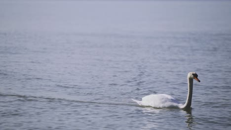 Näheres-Nachmittagsmaterial-Von-Einem-Schwimmenden-Schwan-In-Der-Nähe-Des-Ufers-Von-Zamárdi-Am-Plattensee