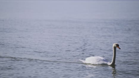 imágenes más cercanas de la vista de la tarde de un cisne nadando hacia adelante cerca de la orilla de zamárdi, lago balaton