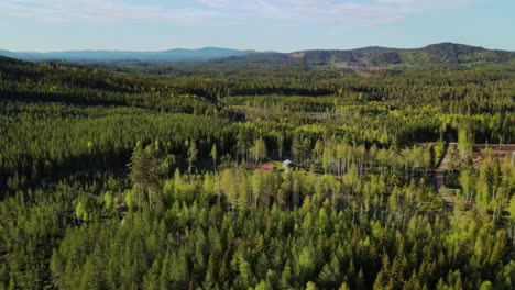 lush green forest at the rural landscape of äppelbo village in dalarna, sweden