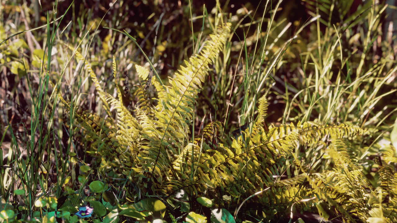 el sol brillando en el bosque tropical
