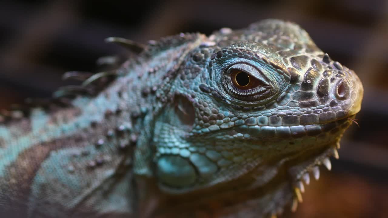 Close-up of an Iguana's Head