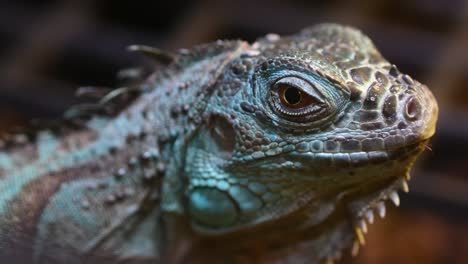 close-up of an iguana's head