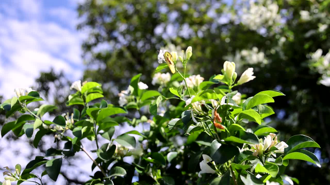 White flowers swaying on a sunny day
