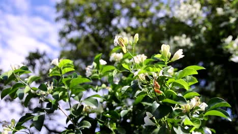 flores blancas balanceándose en un día soleado