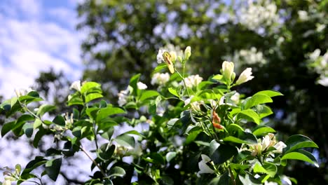 white flowers swaying on a sunny day