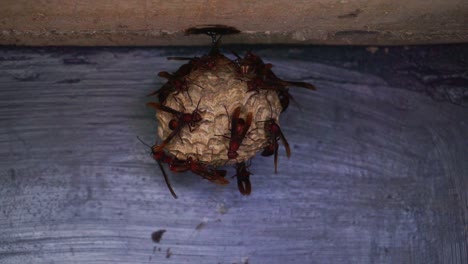 A-colony-of-wasps-on-their-nest-on-the-roof-of-the-building