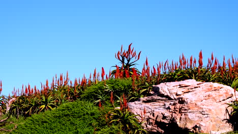 line of flowering aloe ferox plants bright orange inflorescence against blue sky