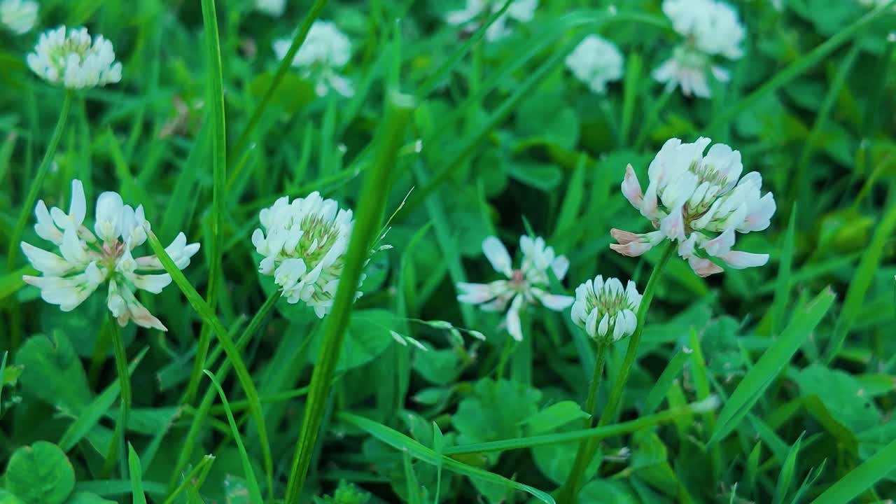 Clovers close up in field of grass