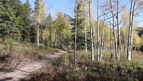 Backpacker-walks-away-along-a-trail-with-aspen-leaves-turning-yellow-around-him