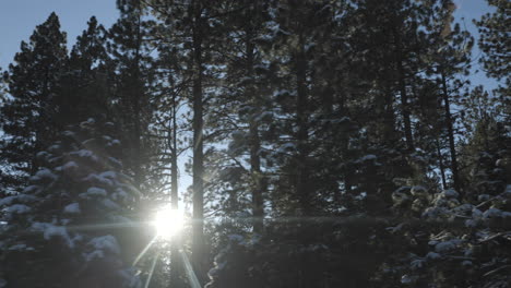 Douglas-Firs-pass-by-with-the-sun-behind-them-peaking-through