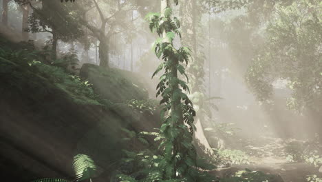 Dense-Tropical-Rainforest-With-Morning-Fog