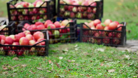 fresh organic apples in drawers. man lifting up the box full of juicy apples from the ground. autumn background of natural products in the garden.