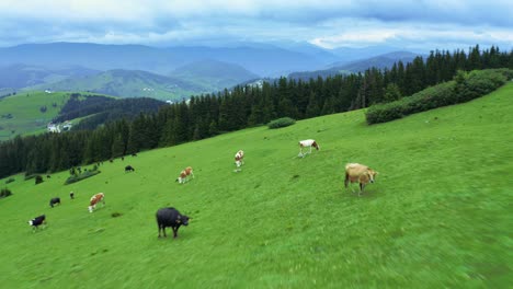 Aerial-shot-of-cows-grazing-in-high-plateau-meadows