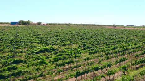 drone fpv sobre terreno cultivado con viñedo en crecimiento en el valle de limari, chile