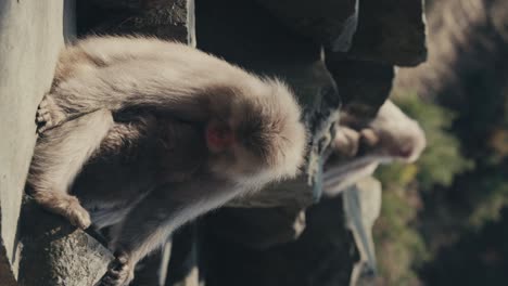 Vertical-Shot-Of-Japanese-Macaque-Or-Snow-Monkeys-Sitting-And-Resting