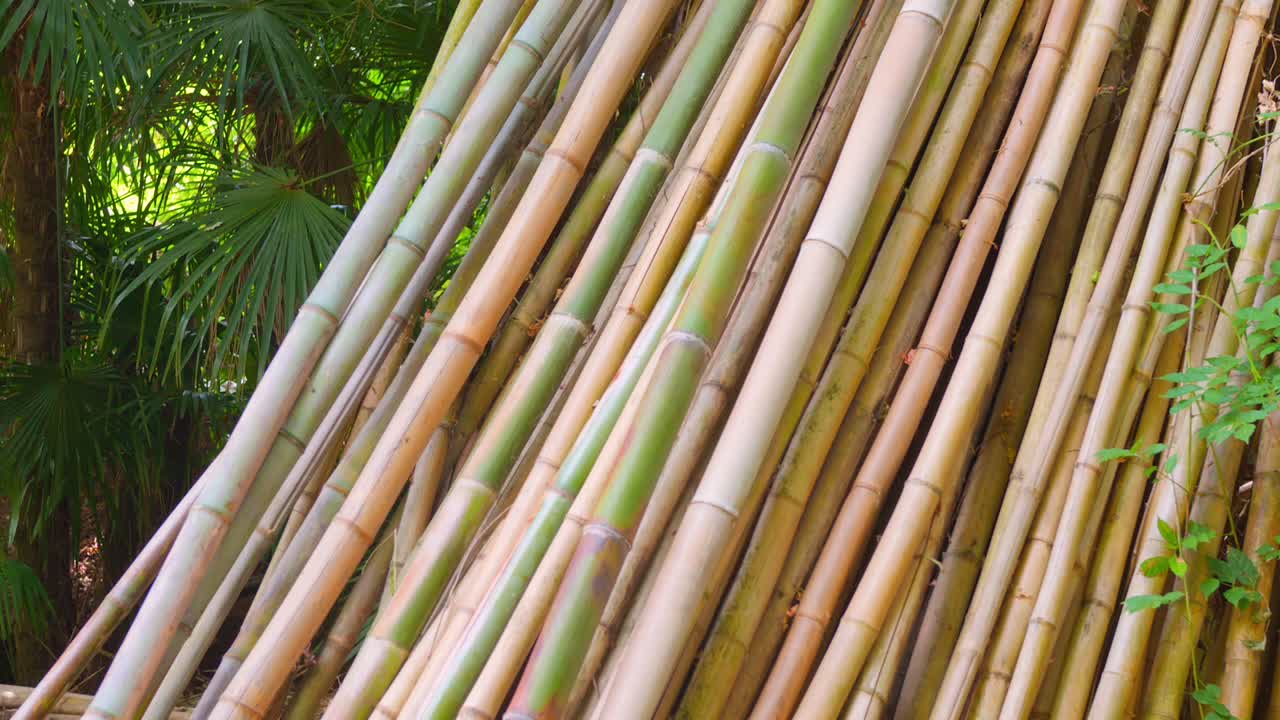A close-up view of a bamboo pile nestled in lush greenery, highlighting the unique textures and natural colors