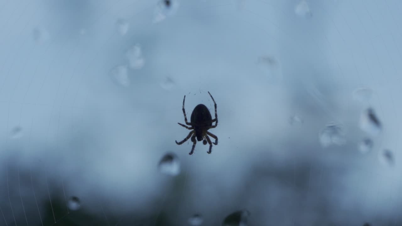 Eine Kreuzspinne bewegt sich langsam in einem Garten.