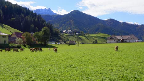cows graze on farm pasture