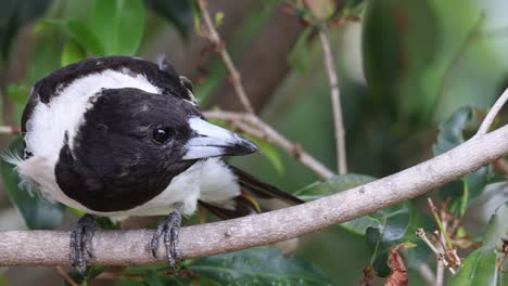 bird observing surroundings while perched on branch