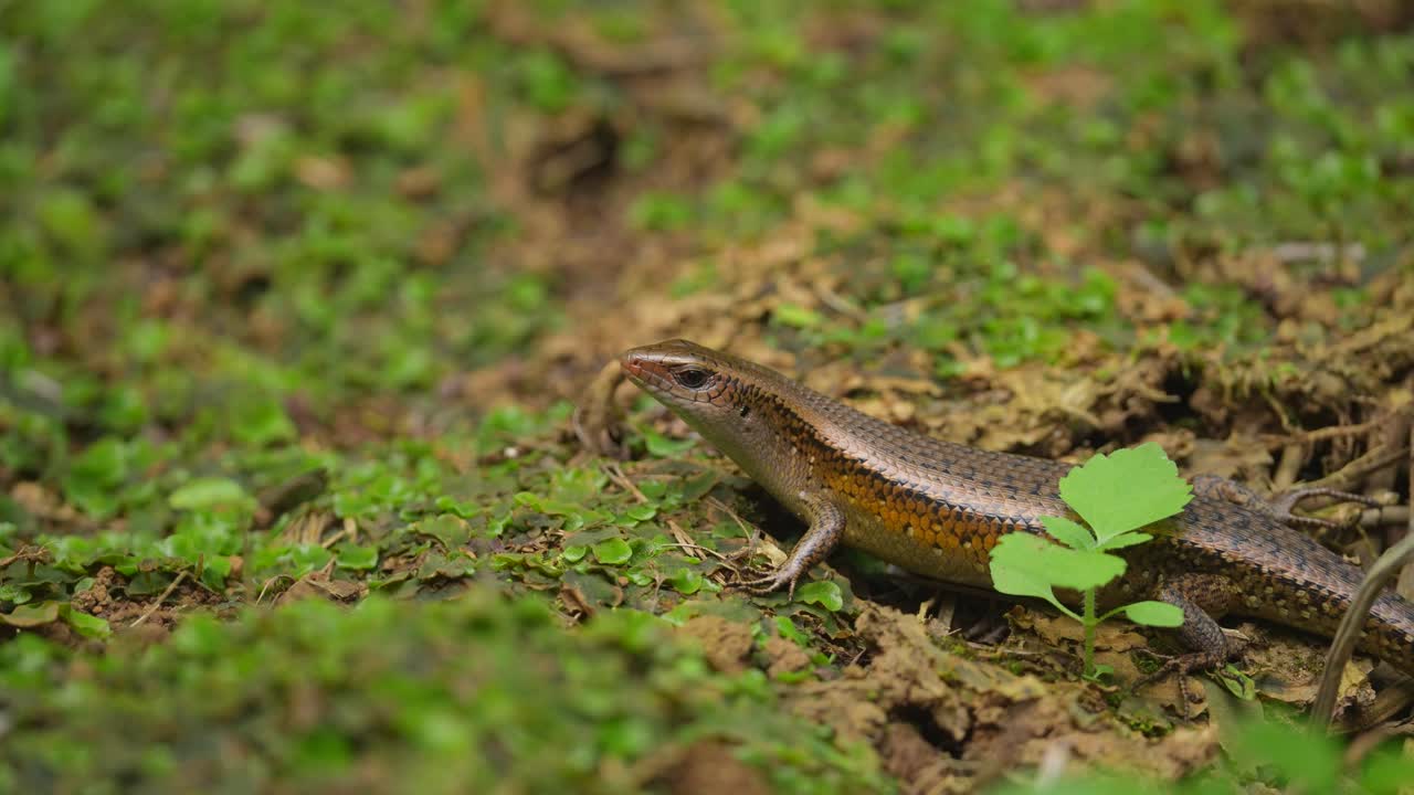 садовые ящерицы - один из самых распространенных типов ящериц, найденных в индонезии