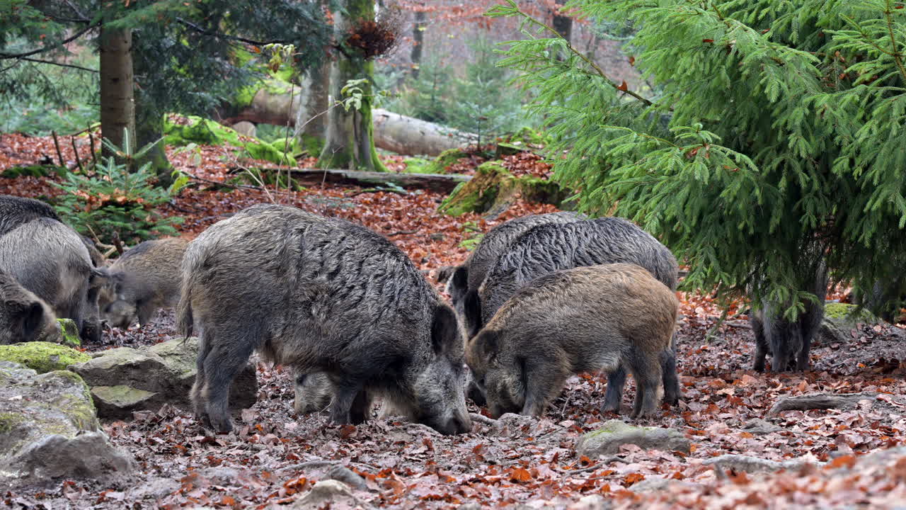 Wild boar (Sus scrofa) sounder foraging in muddy frozen ground in the forest