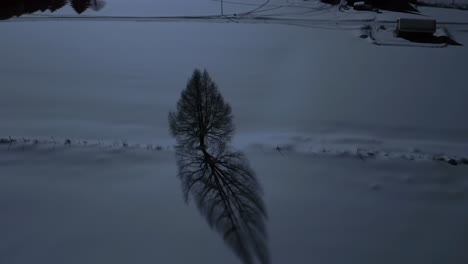 tranquil winter landscapes: a serene tree standing alone in a snowy field with shadows captured in stillness