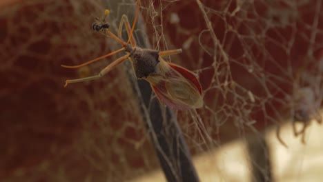 common assassin bug feeding on a native australian stingless bee on the cobweb - spider weaving in the blurry background - selective focus