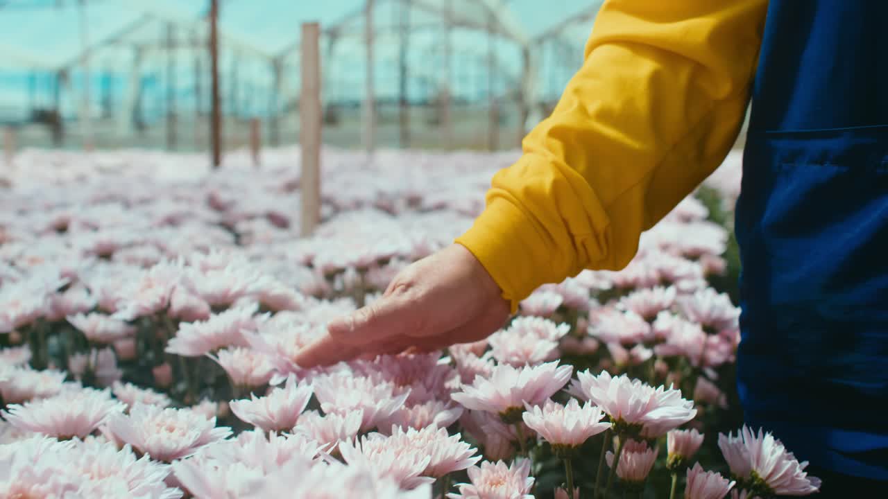 제복을 입은 플로리스트가 온실에서 분홍색 꽃 위로 손을 쓸어 넘기고 있다