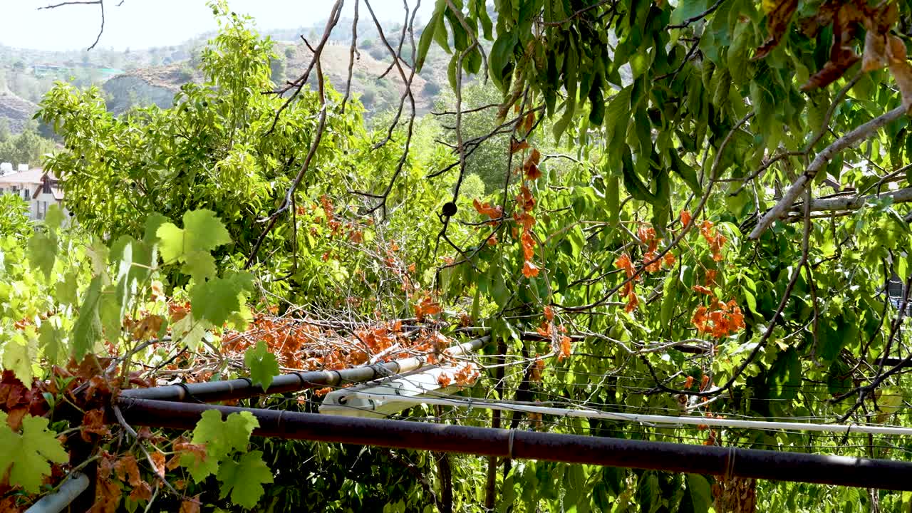 A lush garden environment teems with vibrant greenery, colorful flowers, and gentle sunlight filtering through the leaves. The tranquility invites exploration and appreciation of nature's beauty