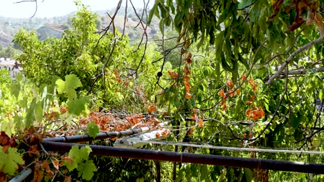 a lush garden environment teems with vibrant greenery, colorful flowers, and gentle sunlight filtering through the leaves. the tranquility invites exploration and appreciation of nature's beauty