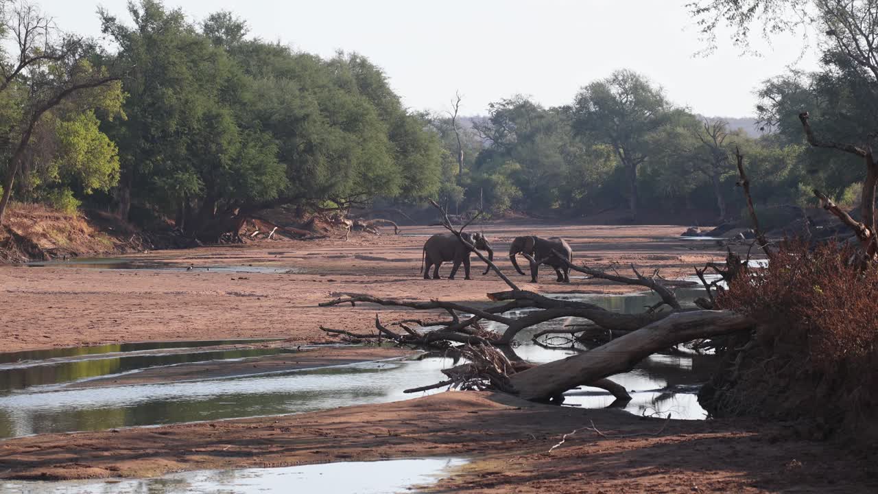 Wide shot of two African elephant bulls tussling in a dry riverbed, Tuli Botswana.