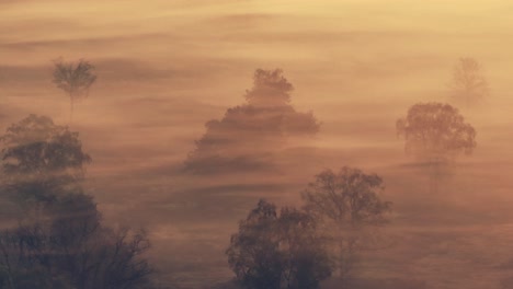 misty sunrise over a wooded landscape