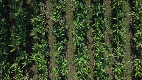 aerial high angle shot slowly ascending above a central american banana plantation