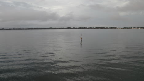 wide drone shot up close of a great blue heron standing on a pole in a lake