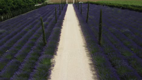 Vista-De-Drones-Del-Colorido-Campo-De-Lavanda-Y-Camino-De-Tierra