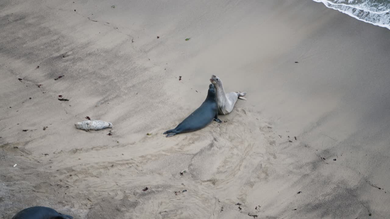 두 마리의 코끼리 바다표범이 해변에서 서로 공격적으로 행동합니다.