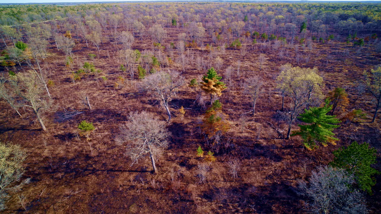 Drone documenting a forest reduced to charred remains.